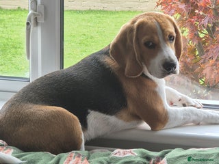 Beagle dogs Looking for a new loving family 10 mouths beagle - Advert 1