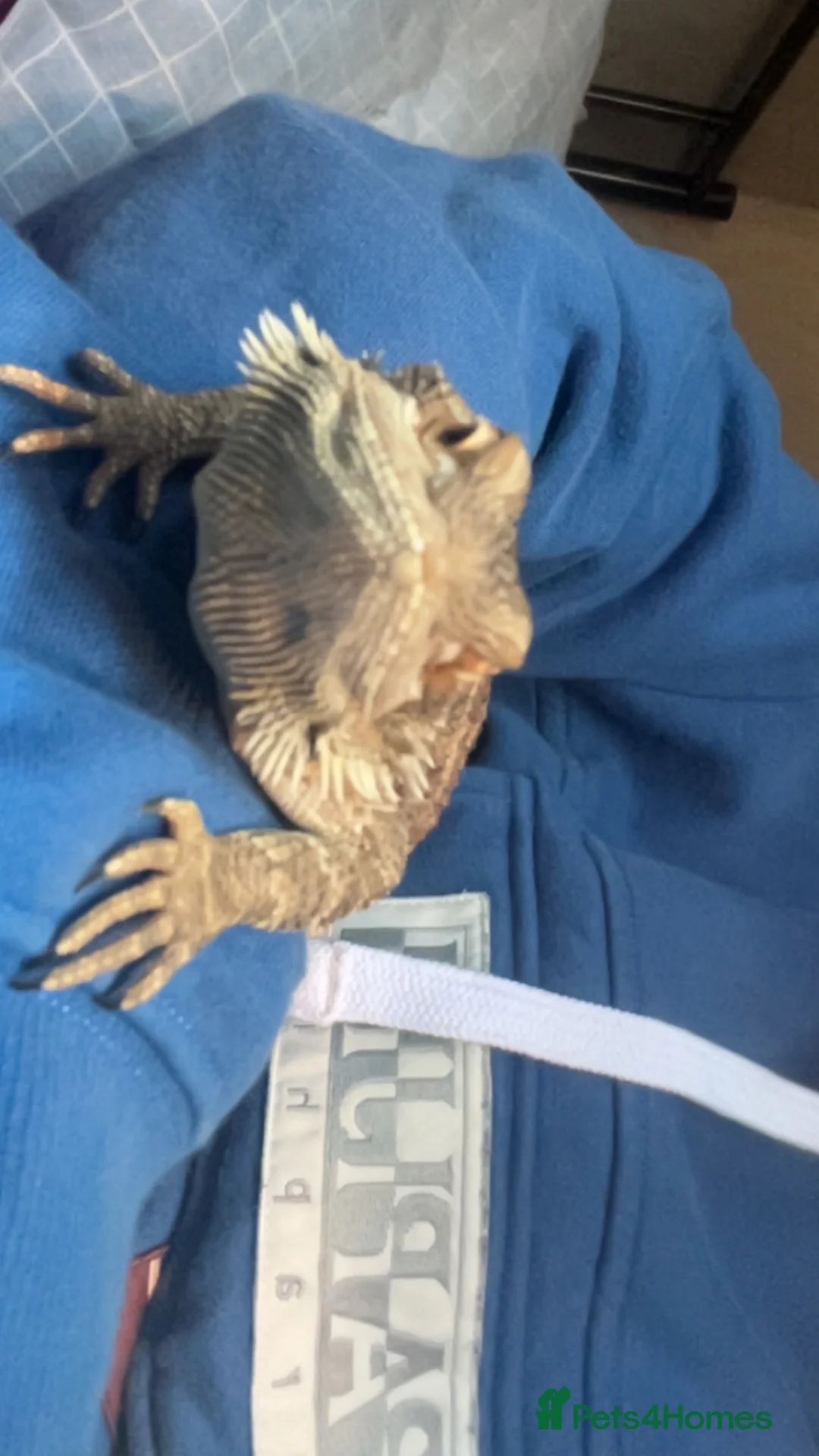 Bearded Dragon reptiles for sale: Bearded dragon + full set up in Southend-on-Sea - Advert 4
