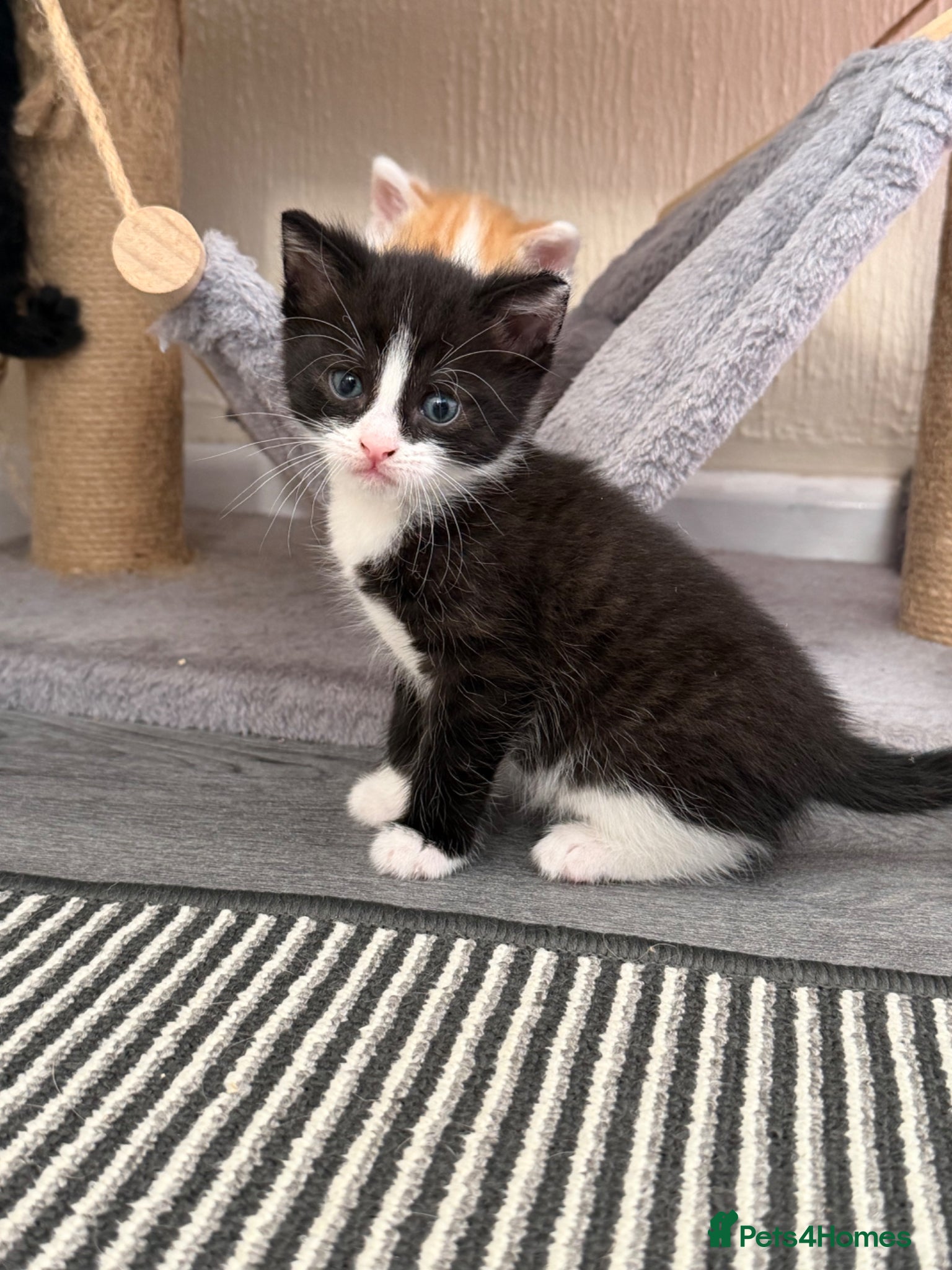 Domestic Shorthair cats Beautiful Kittens - Only 1 left!  - Advert 16