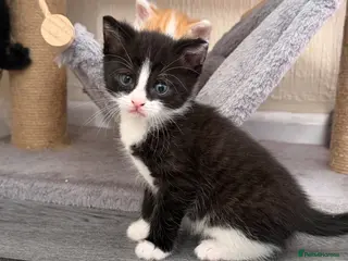 Domestic Shorthair cats Beautiful Kittens - Only 1 left! - Advert 16