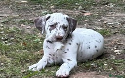 Dalmatian dogs for sale: 1 liver spot boy, £1250,  - Image 1