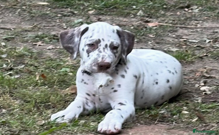 Dalmatian dogs - Advert 1