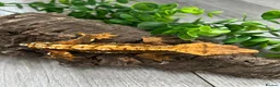 Gecko reptiles for sale: Crested Gecko Male Dalmatian 3 years old  - Advert 2