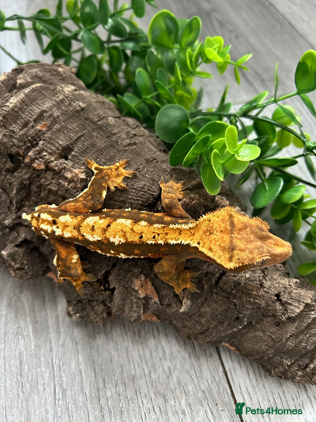 Gecko reptiles for sale: Crested Gecko Male Dalmatian 3 years old  - Advert 2