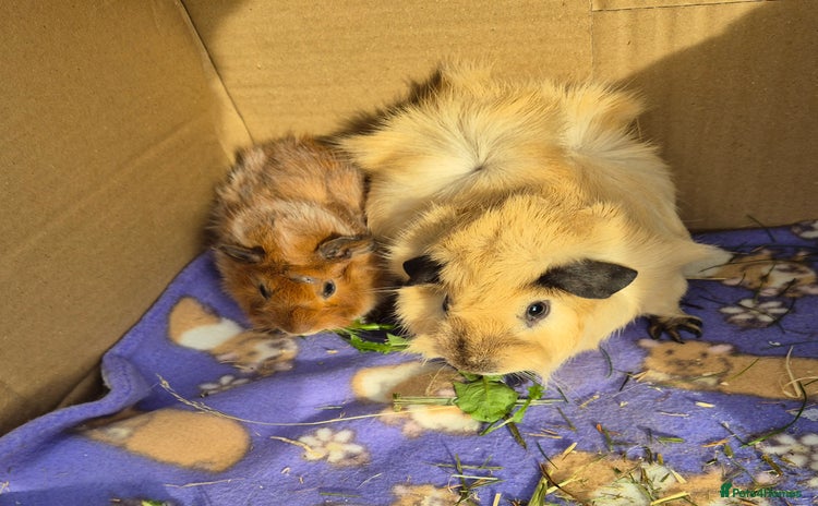 Guinea Pig rodents - Advert 1