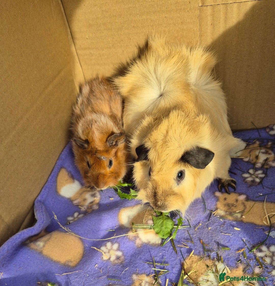Guinea Pig rodents for sale: Guinea Pigs - Bonded Pair and Babiess - Image 1