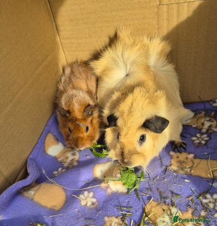 Guinea Pig rodents - Advert 1