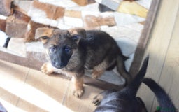 German Shepherd dogs for sale: German Shepherd Puppies - Image 23