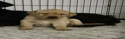 Labrador Retriever dogs for sale: Health tested yellow labrador bitch puppy - Advert 1