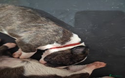 Bull Terrier dogs for sale: Stunning bull terrier pups - Image 4