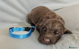 Sprocker dogs for sale: 🐶✨ F2 Sprocker Puppies – Growing Beautifully! ✨🐶 - Image 13