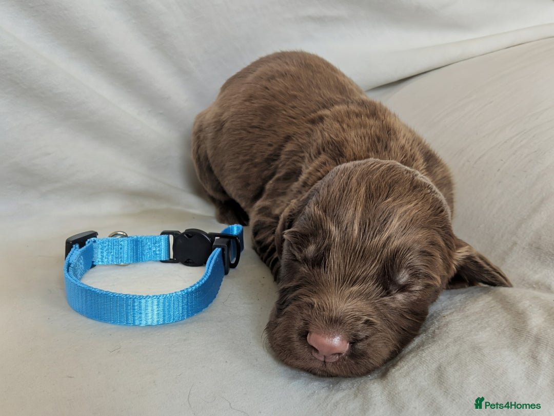 Sprocker dogs for sale: 🐶✨ F2 Sprocker Puppies – Growing Beautifully! ✨🐶 - Image 13
