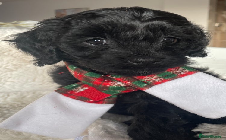 Cavapoo dogs Cavapoo - Advert 4