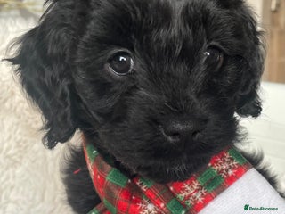 Cavapoo dogs Cavapoo - Advert 2