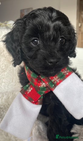 Cavapoo dogs Cavapoo - Advert 4