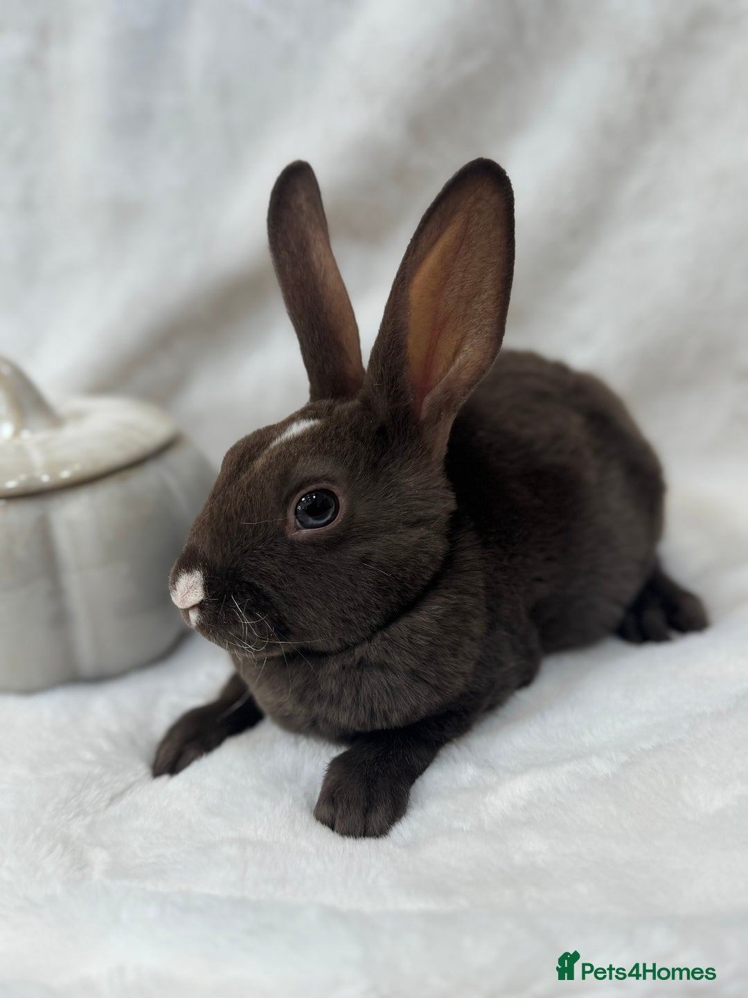 Rex rabbits for sale: Chocolate VM Mini Rex Buck🍫 - Image 2