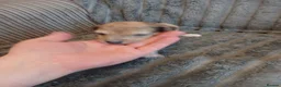 Mixed Breed dogs for sale: Lurcher pups - Advert 27