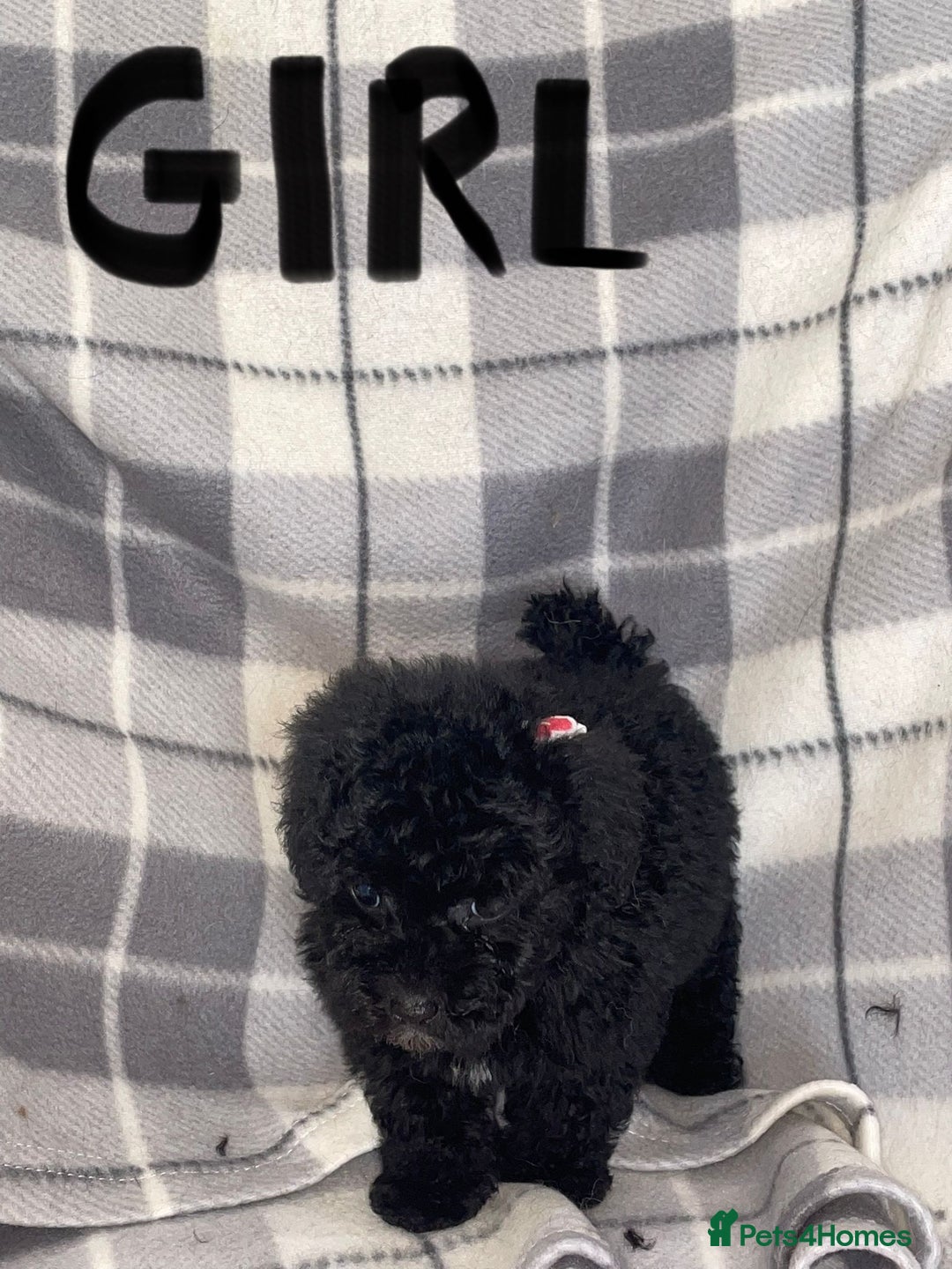 Toy Poodle dogs for sale: KC registered toy poodle puppies - Image 7