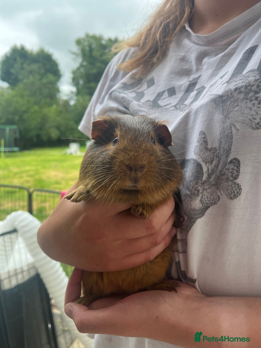 Guinea Pig rodents for sale: Male Ginger pig  - Image 3