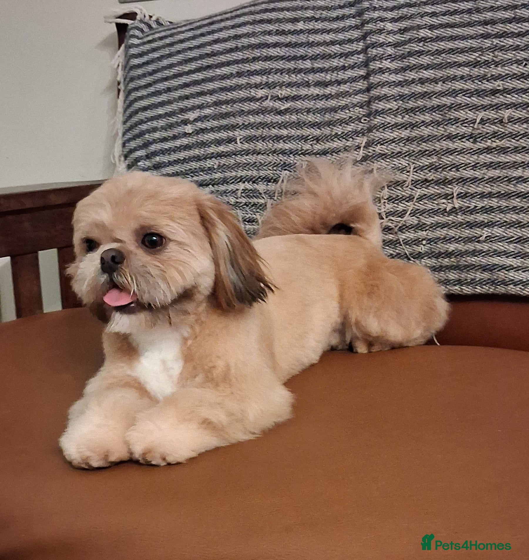 Shih Tzu dogs KC reg Shih Tzu stud - Advert 1