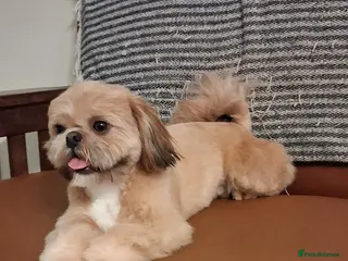 Shih Tzu dogs for stud: KC reg Shih Tzu stud - Advert 2