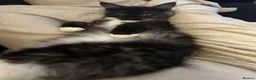 Maine Coon cats for sale: Onyx 🖤 - Advert 5