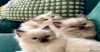 Ragdoll cats - Advert 4