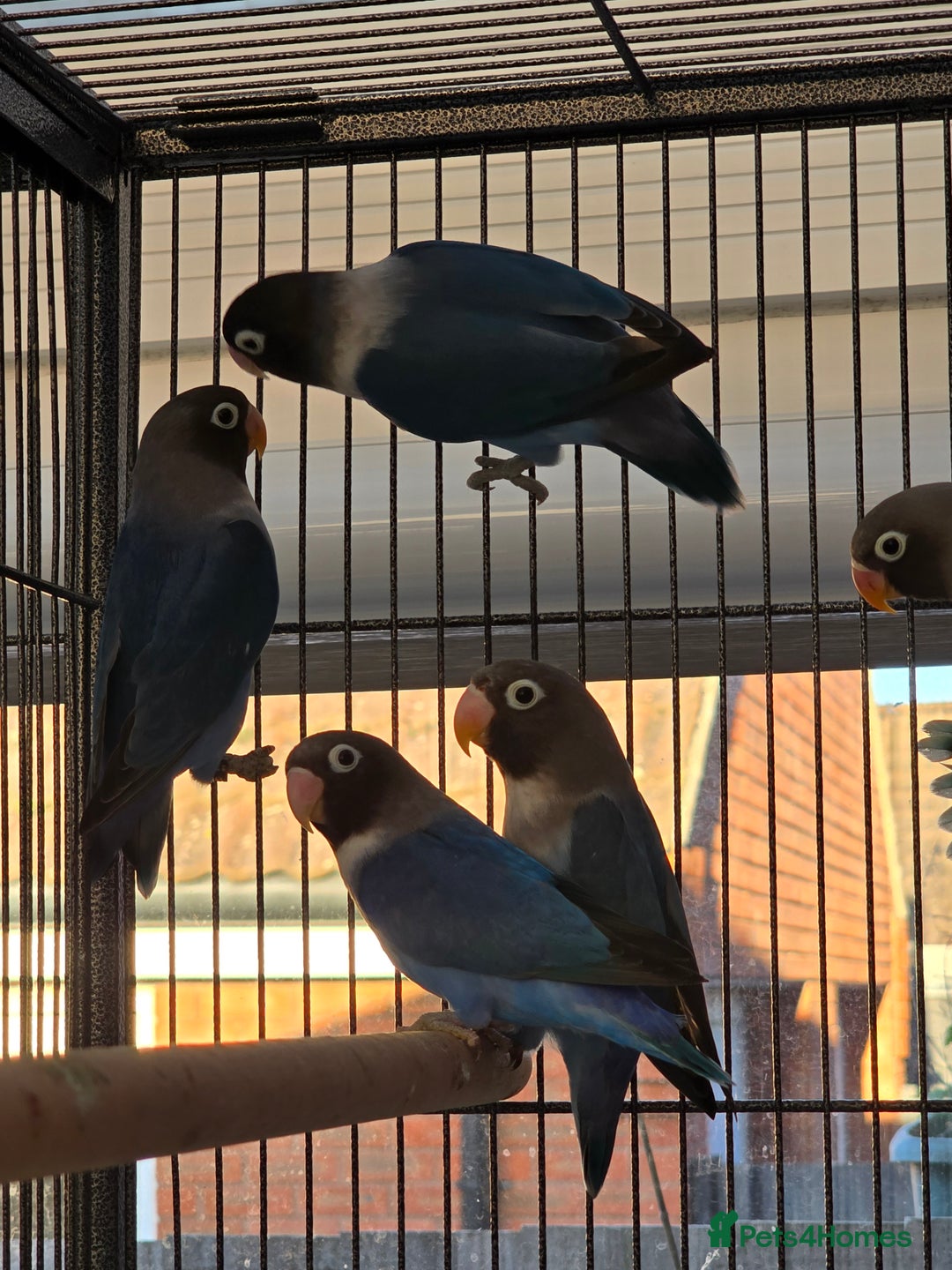 Lovebirds birds for sale: Blackmasked young lovebirds for sale - Advert 8