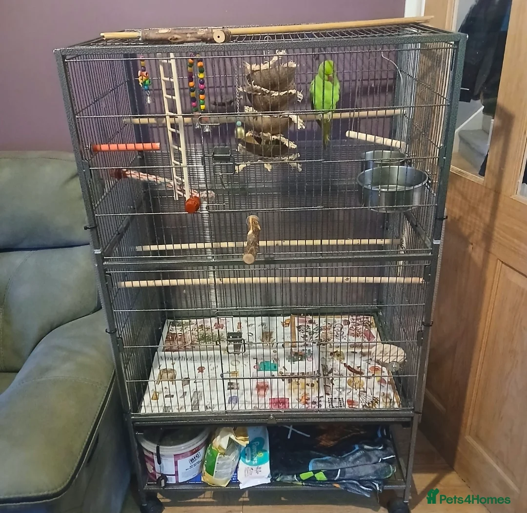 Ringnecks birds for sale: Beautiful Indian Ringneck & Cage - Advert 3