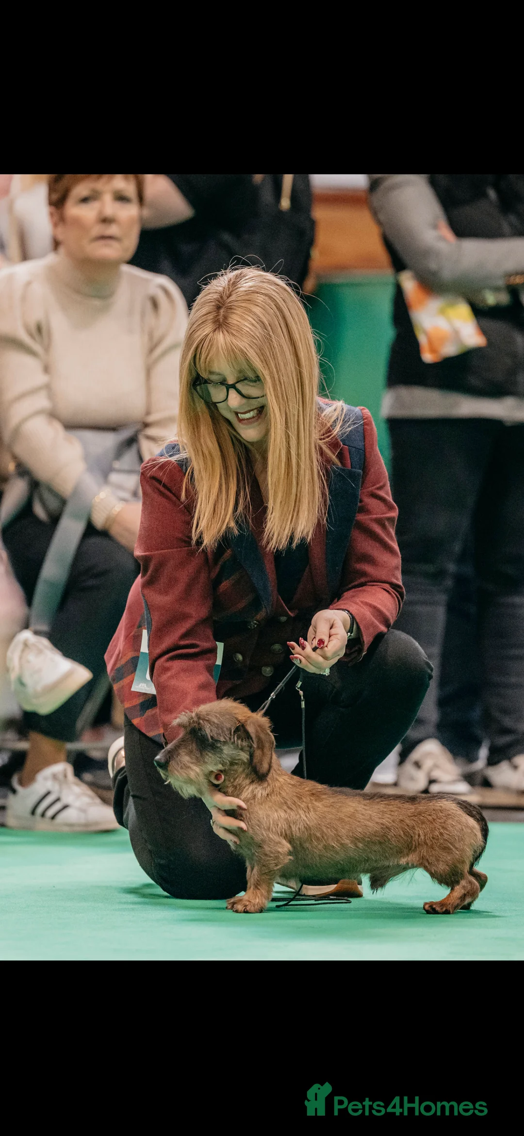 Dachshund dogs for stud: Miniature Wirehaired Dachshund Stud Dog in Spalding - Advert 5