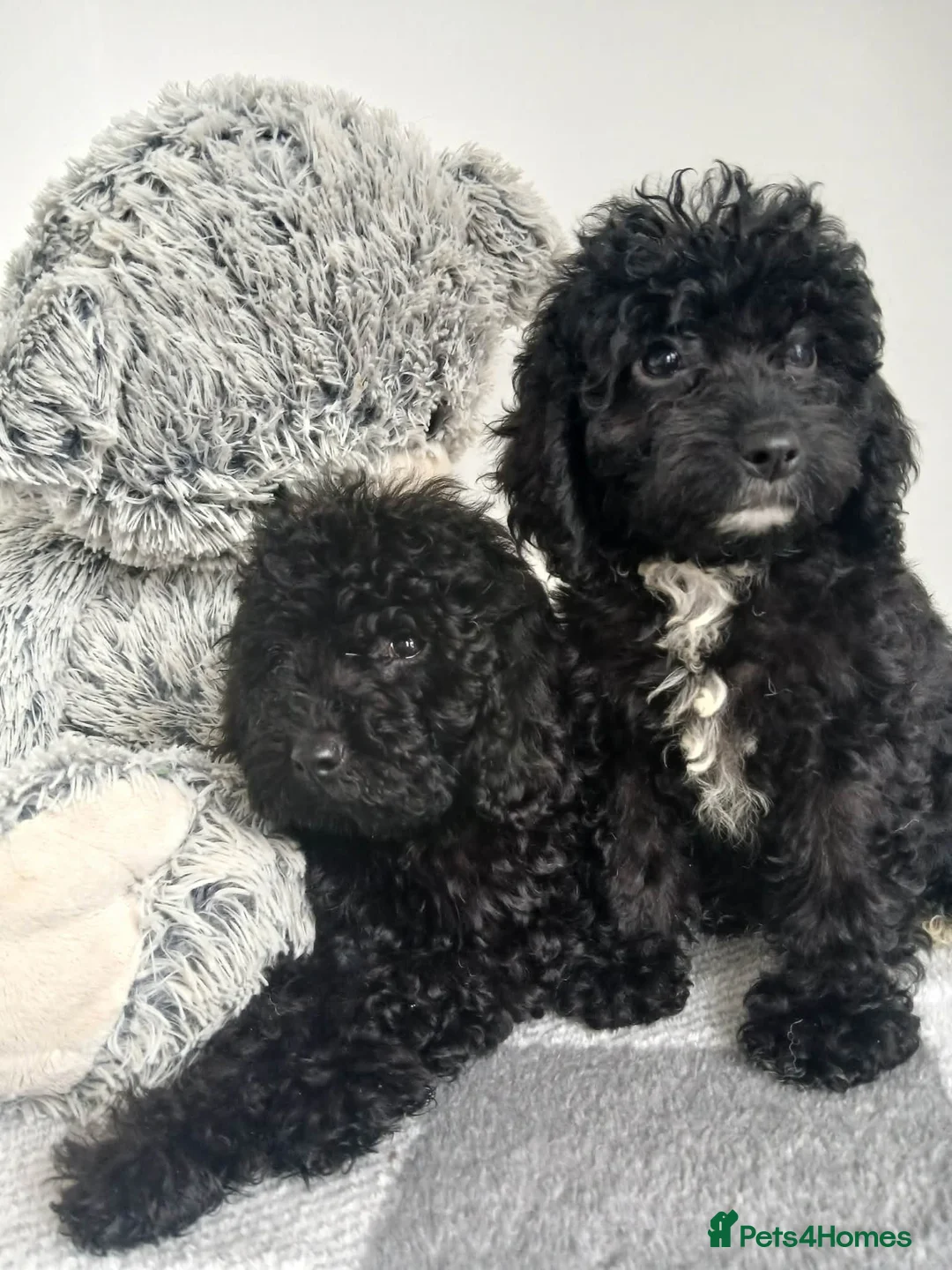 Cavapoo dogs for sale: Gorgeous puppies  - Advert 2