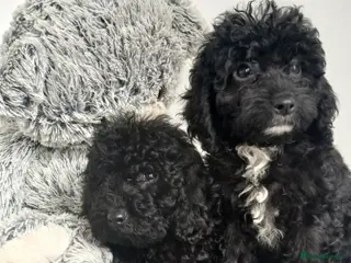 Cavapoo dogs Gorgeous puppies - Advert 5