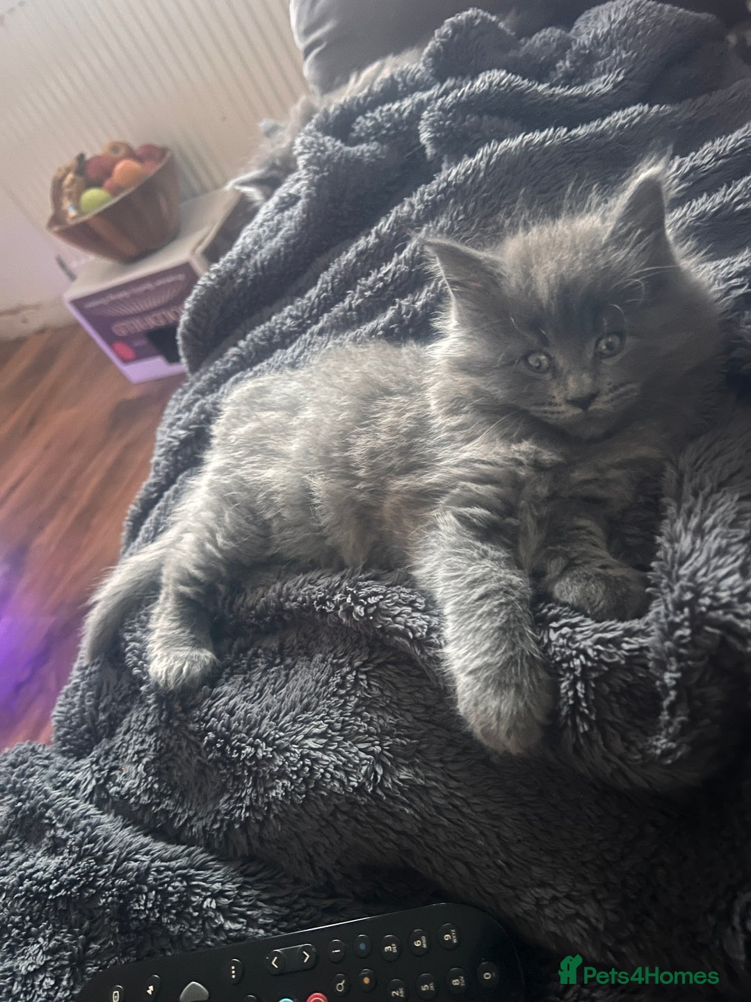 Maine Coon cats for sale: Maine coon kitten for sale - Advert 10