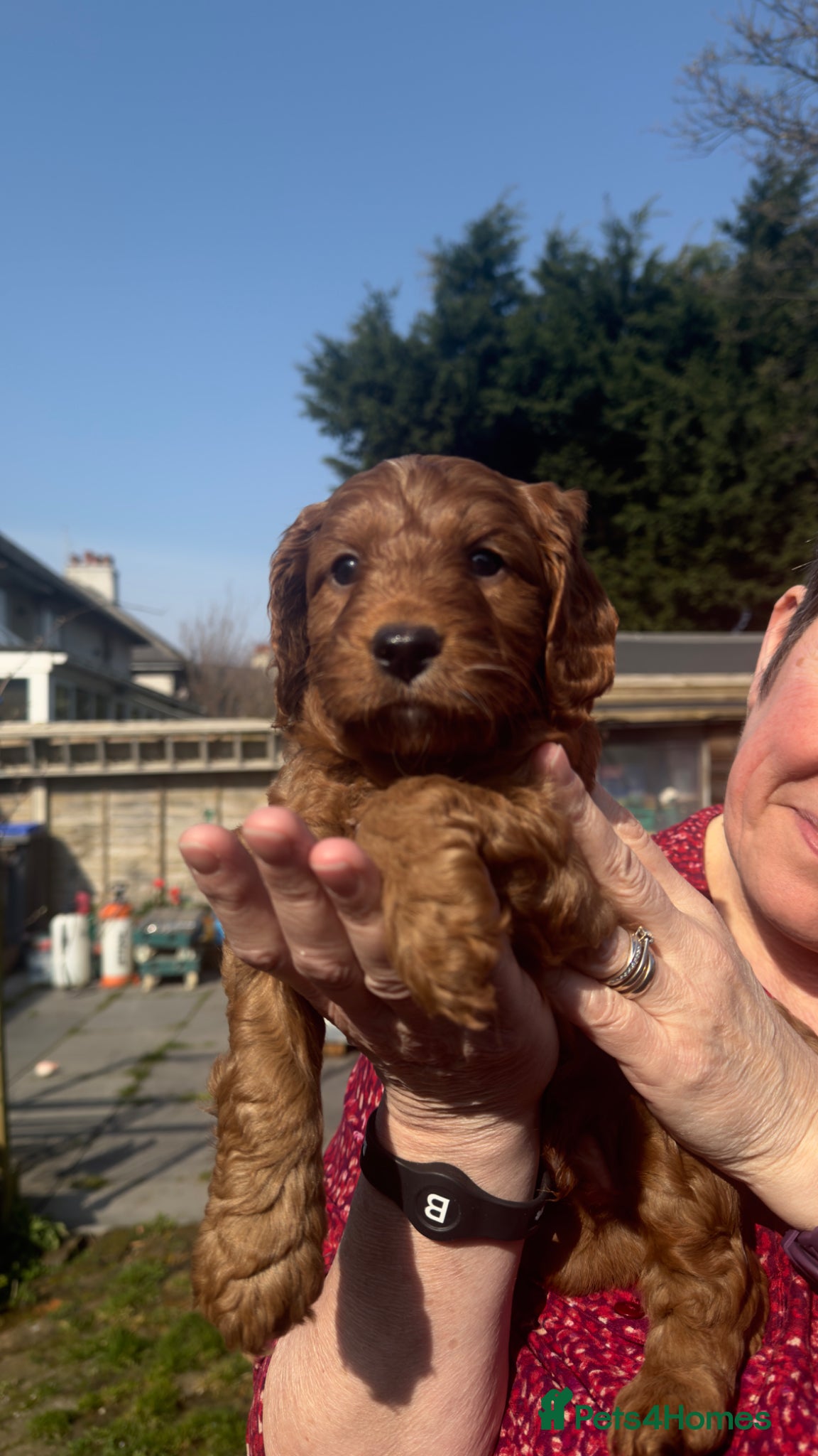 Cockapoo dogs F1 Toy Cockerpoo’s fox red with white markings - Advert 2