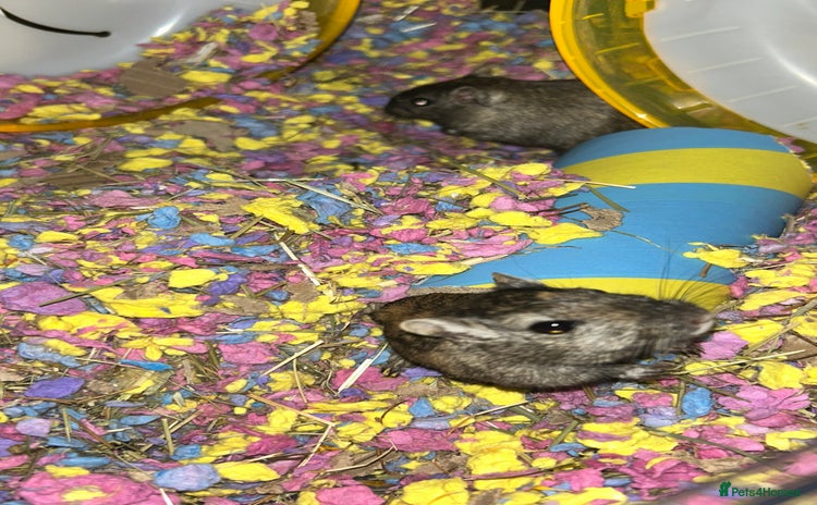 Gerbil rodents - Advert 8