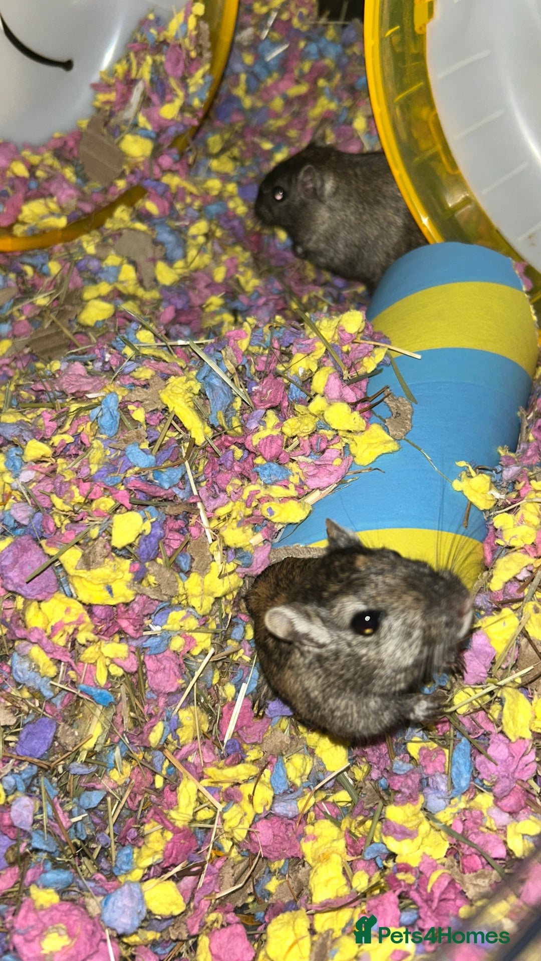 Gerbil rodents for sale: Two baby fully tame female gerbils+ cage and toys  - Image 1