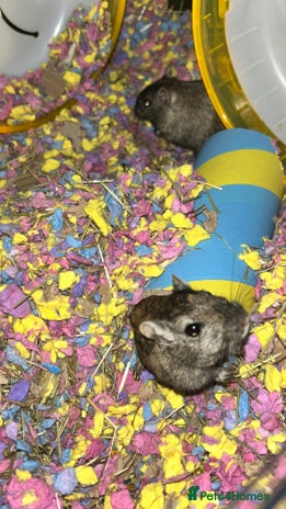 Gerbil rodents - Advert 11