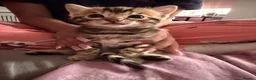 Bengal cats for sale: Beautiful bengal kittens 🐾🐾🐾 - Advert 18