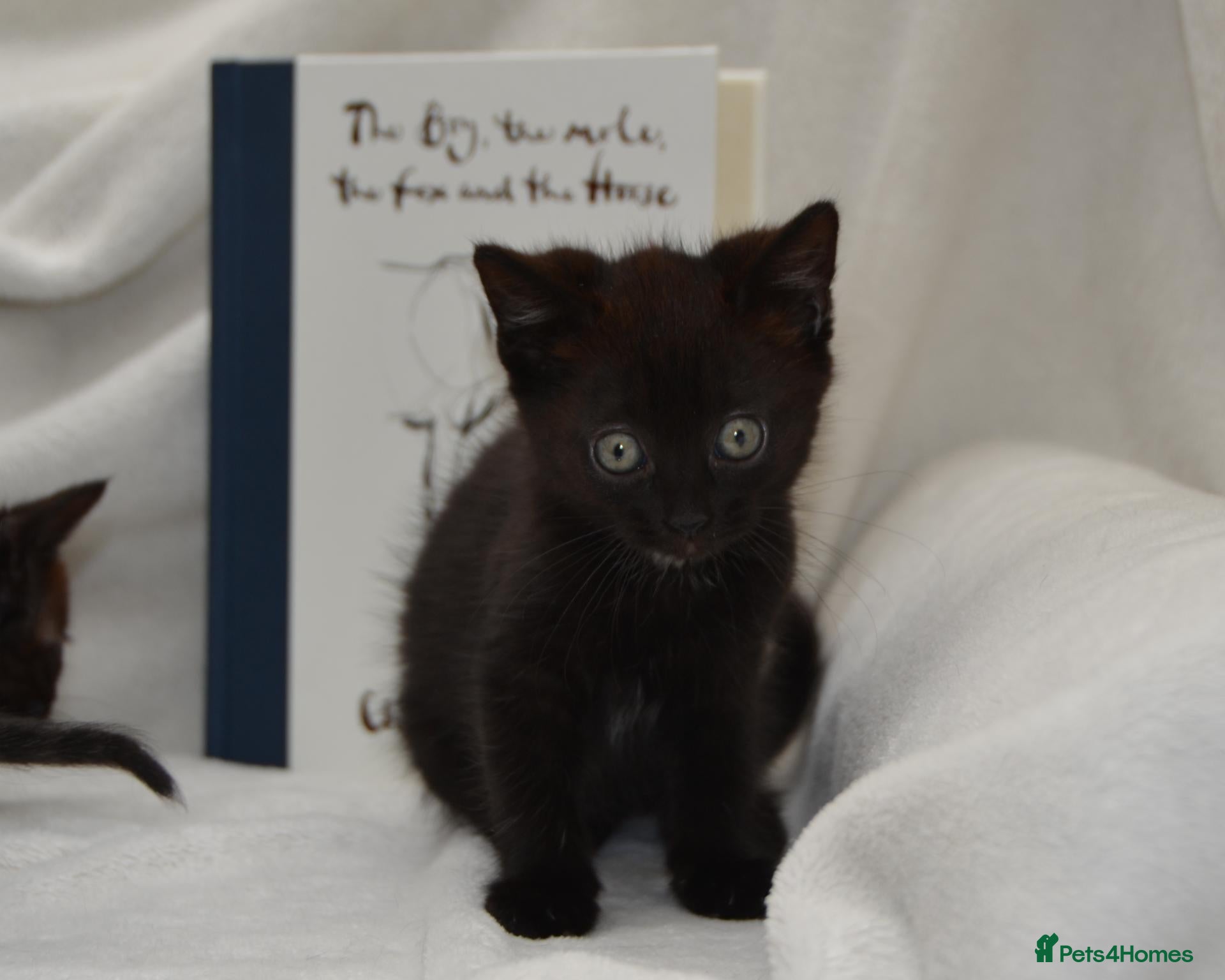 Mixed Breed cats Beautiful Maine Coon/Bombay Mix Kittens! - Advert 1