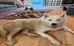 Siberian Husky dogs for sale: Siberian husky  - Image 7