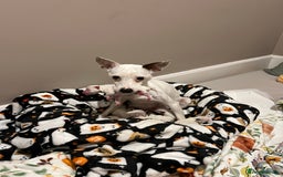 Jack Russell dogs for sale: Stunning Miniature Jack Russell Puppies!!! - Image 17