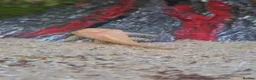 Plecos fish for sale: Potential Breeding colony of albino bristlenose - Advert 3