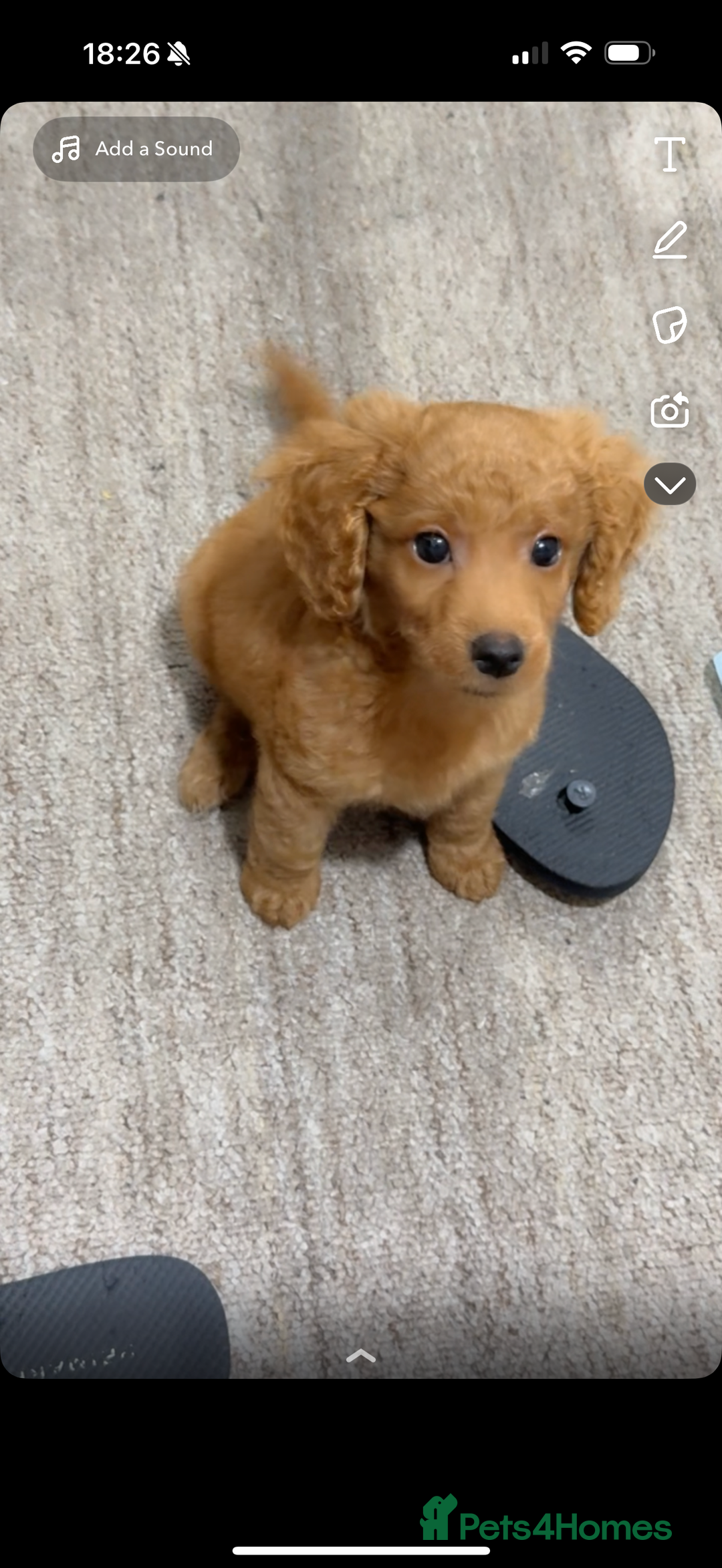 Mixed Breed dogs for sale: MINI POODLE  - Image 2