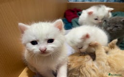 Ragdoll cats for sale: 8 Gorgeous kittens for sale (Reservation) - Image 13