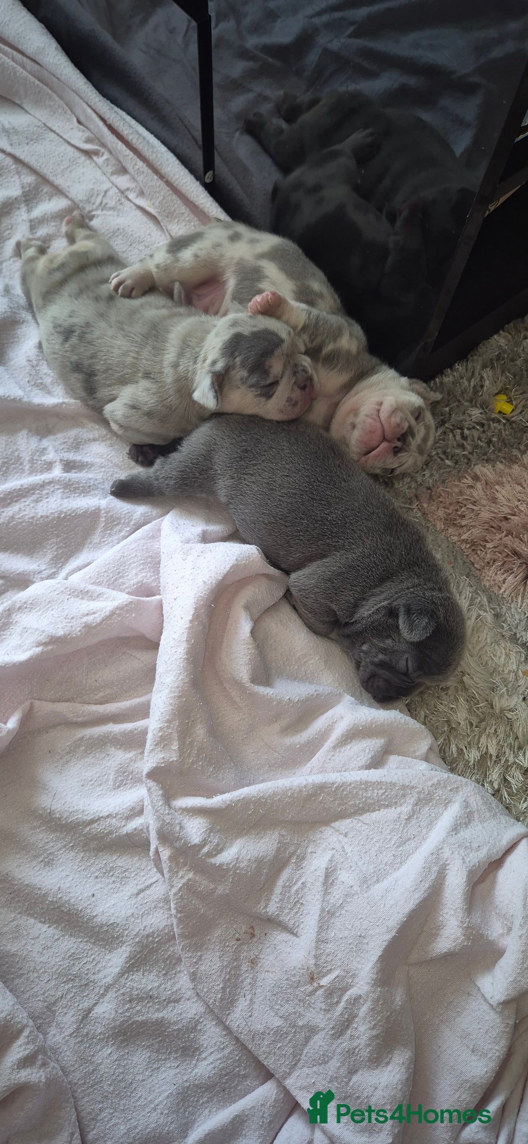 French Bulldog dogs for sale: Beautiful lilac French bulldogs - Image 9