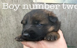 German Shepherd dogs for sale: German Shepherd puppies for sale  - Image 7