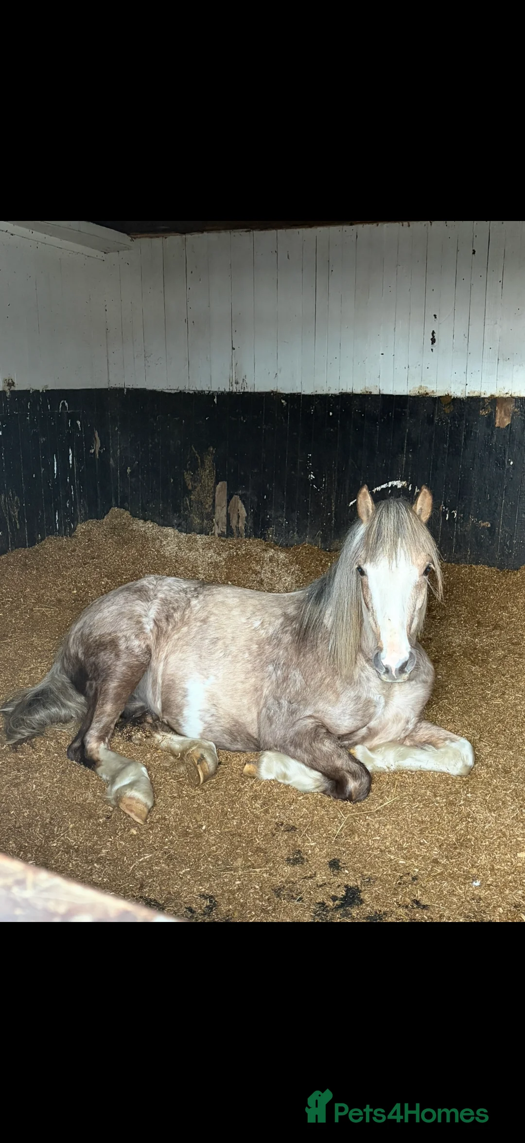 Welsh Section C horses for sale: Quality Dappled Palomino Welsh Section C – Rising  - Advert 1
