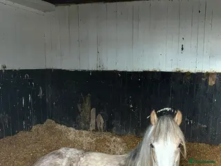 Welsh Section C horses Quality Dappled Palomino Welsh Section C – Rising in Wigan - Advert 4