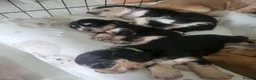 Cocker Spaniel dogs for sale: Cocker spaniel - Advert 11