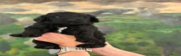 Labradoodle dogs for sale: Labradoodle Standard - Advert 6